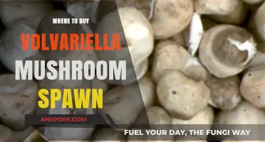 Best Places to Purchase Volvariella Mushroom Spawn Online & Locally