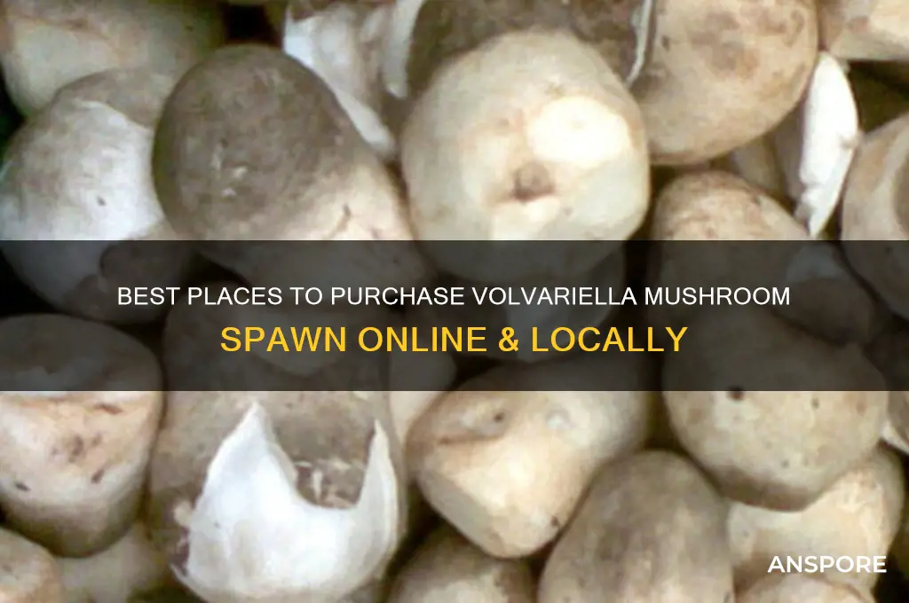 where to buy volvariella mushroom spawn