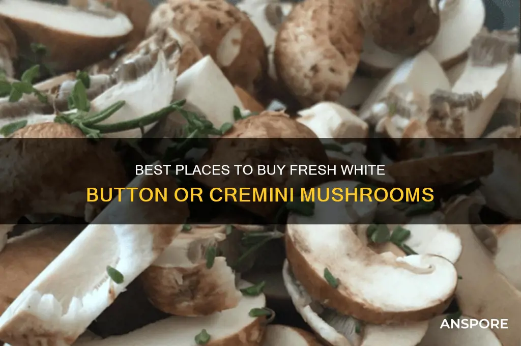 where to buy white button ir cremini mushrooms