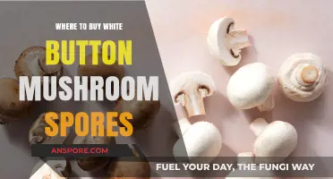 Best Places to Purchase White Button Mushroom Spores Online