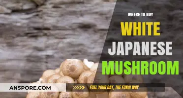 Discover the Best Places to Buy White Japanese Mushrooms