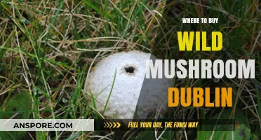 Discover Dublin's Best Spots to Buy Fresh Wild Mushrooms