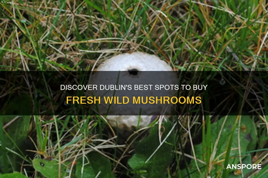 where to buy wild mushrooms dublin