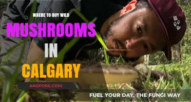 Calgary's Best Spots to Buy Fresh Wild Mushrooms Locally