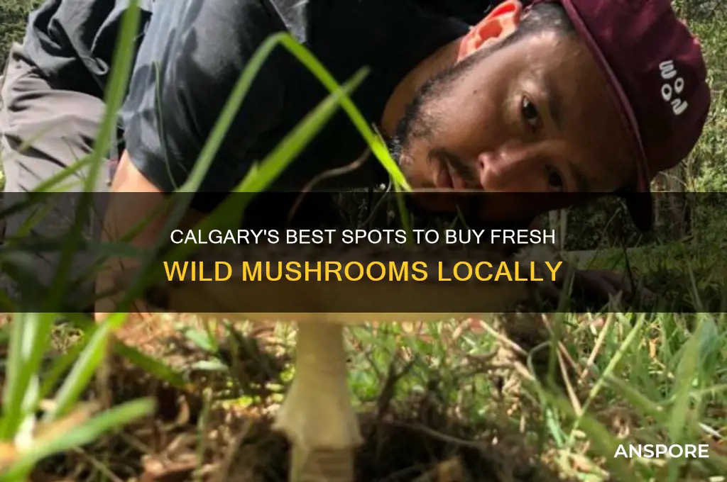 where to buy wild mushrooms in calgary