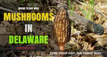 Discover Delaware's Best Spots to Buy Fresh Wild Mushrooms