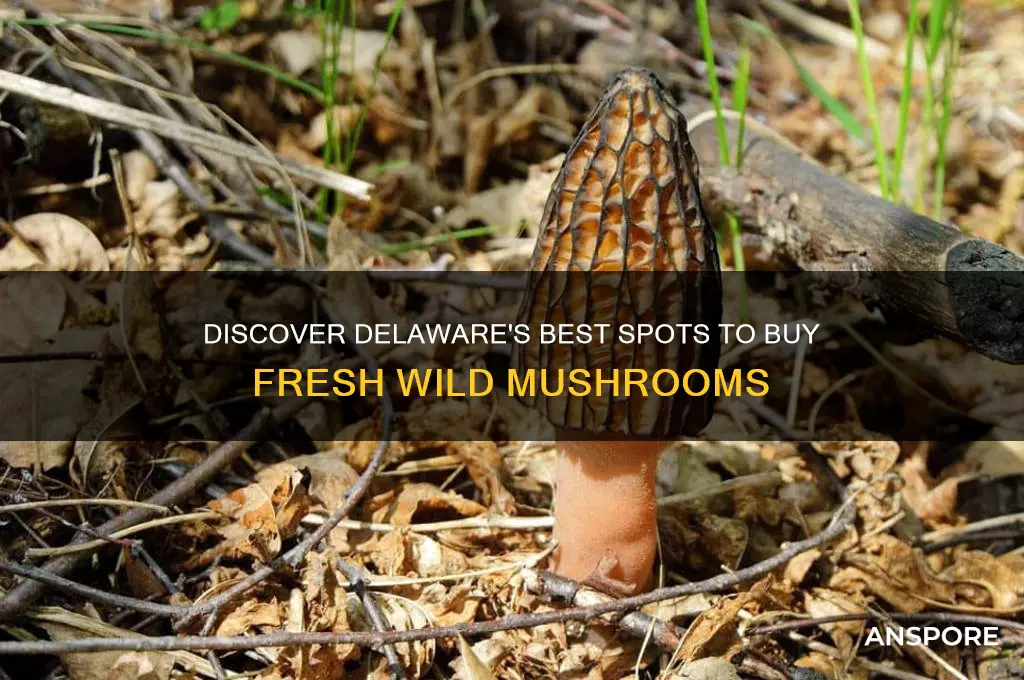 where to buy wild mushrooms in delaware