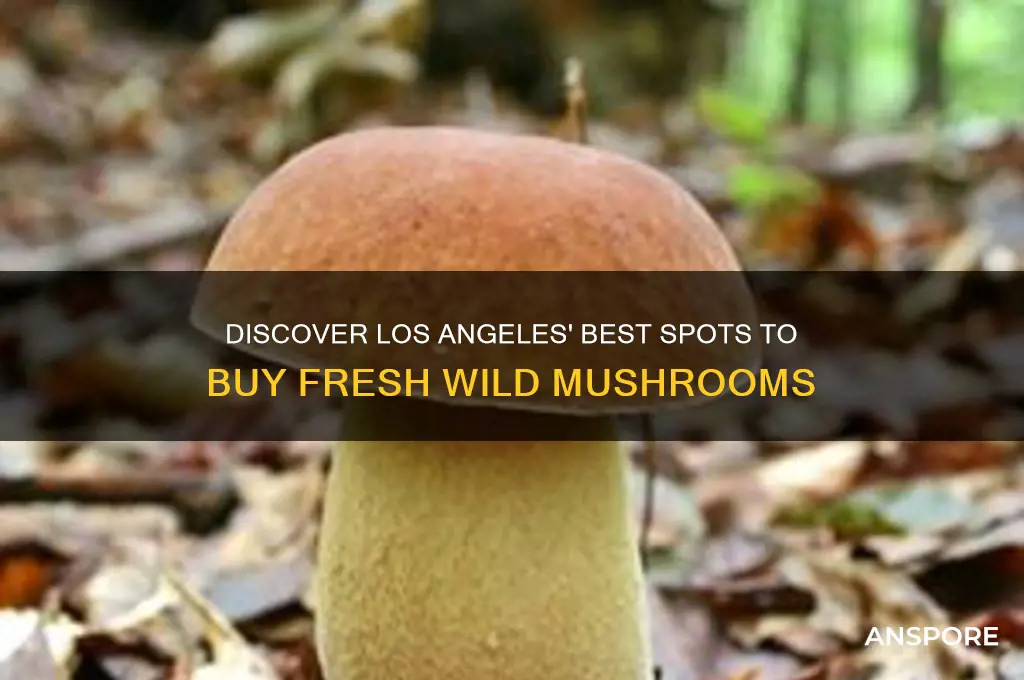 where to buy wild mushrooms in los angeles