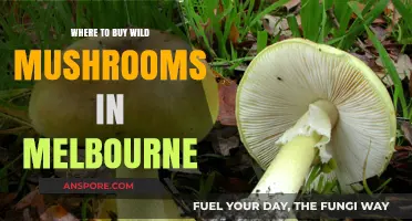 Discover Melbourne's Top Spots for Buying Fresh Wild Mushrooms