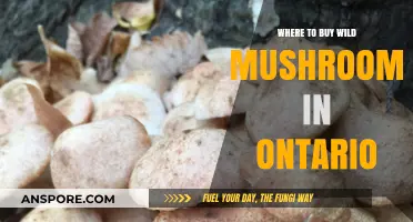 Discover Ontario's Best Spots to Buy Fresh Wild Mushrooms