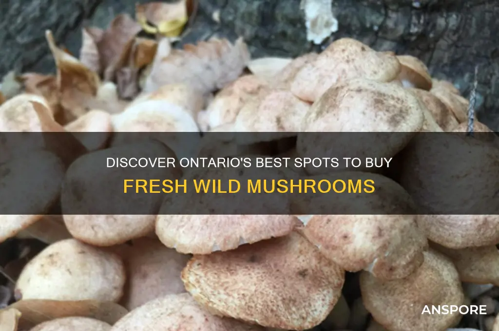 where to buy wild mushrooms in ontario