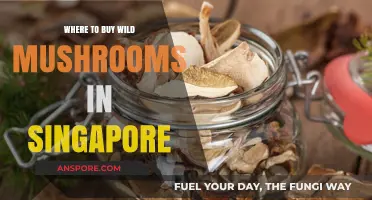 Discover Singapore's Best Spots to Buy Fresh Wild Mushrooms