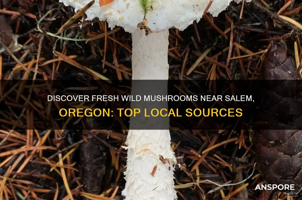 where to buy wild mushrooms near salem or