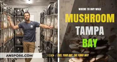 Discover Tampa Bay's Best Spots to Buy Fresh Wild Mushrooms