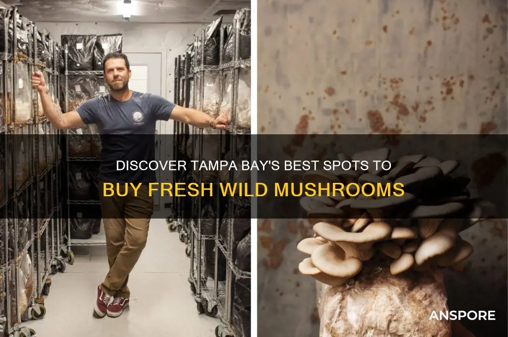where to buy wild mushrooms tampa bay