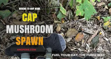 Best Places to Purchase Wine Cap Mushroom Spawn Online & Locally