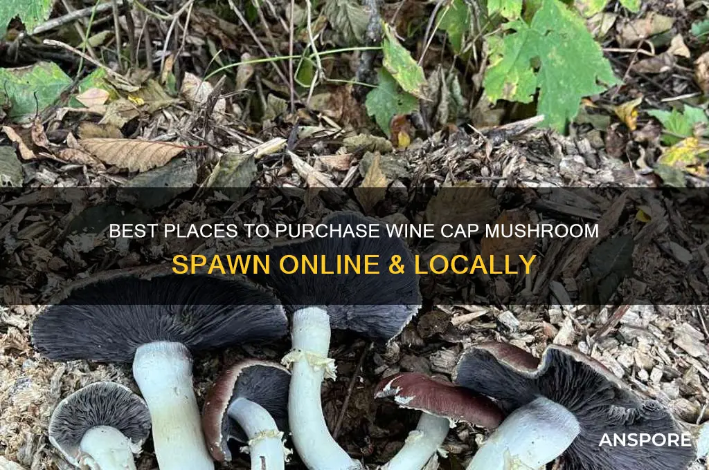 where to buy wine cap mushroom spawn