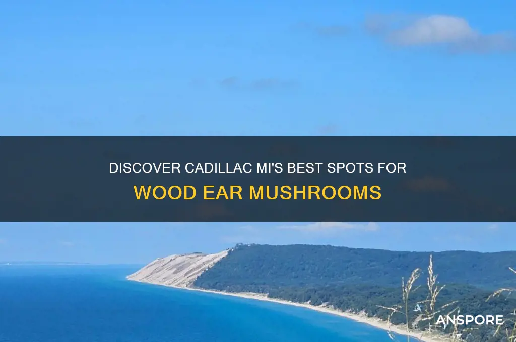 where to buy wood ear mushrooms in cadillac mi