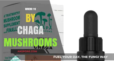 Best Places to Buy Chaga Mushrooms
