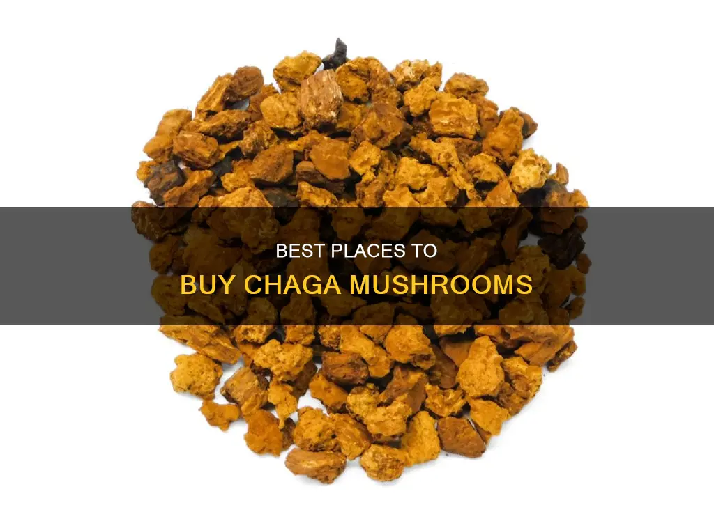 where to by chaga mushrooms