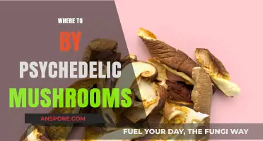 Best Places to Buy Psychedelic Mushrooms