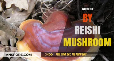 Best Places to Buy Reishi Mushrooms