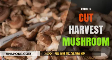 Harvesting Mushrooms: Where to Cut?