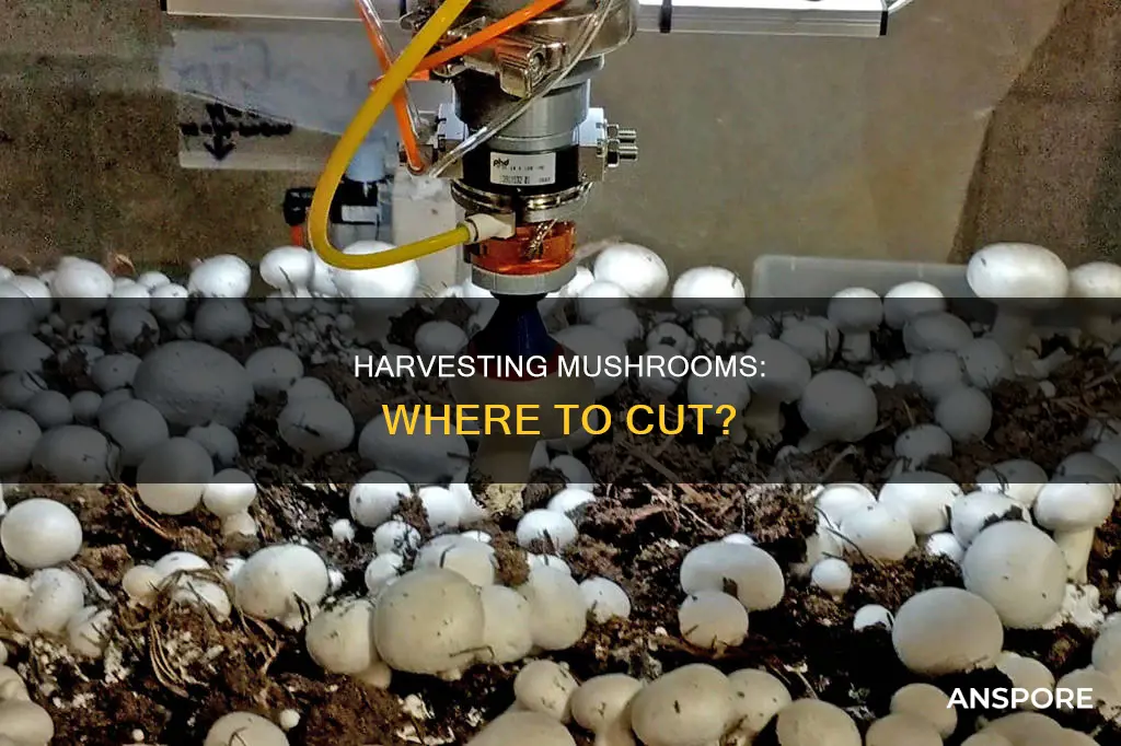 where to cut harvest mushrooms