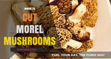 Perfect Morel Mushroom Harvest: Where to Cut for Optimal Growth