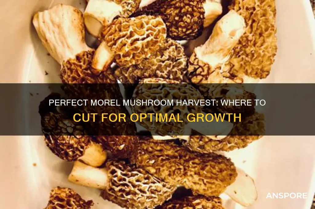 where to cut morel mushrooms