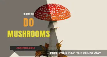 Best Places to Trip on Magic Mushrooms