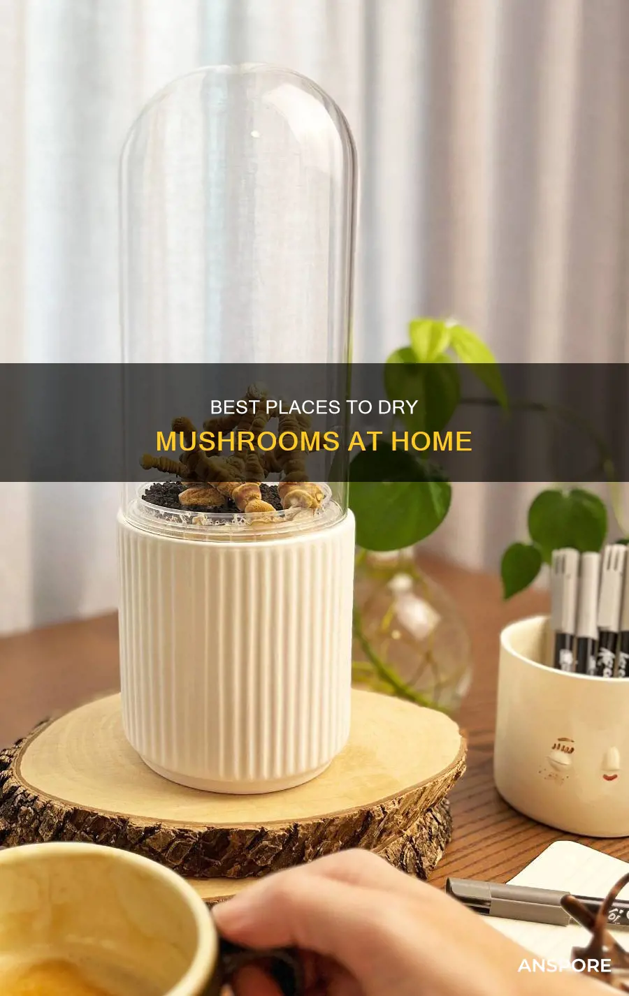 where to dry mushrooms