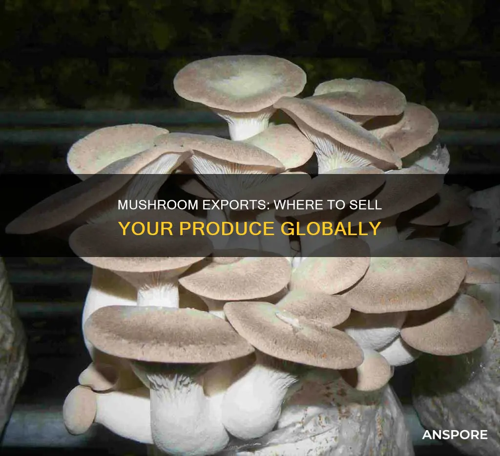 where to export mushroom