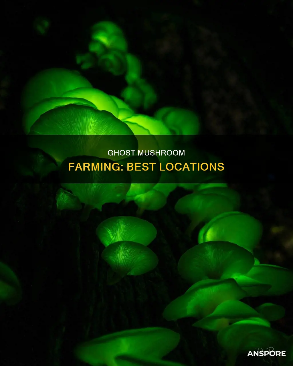 where to farm ghost mushroom