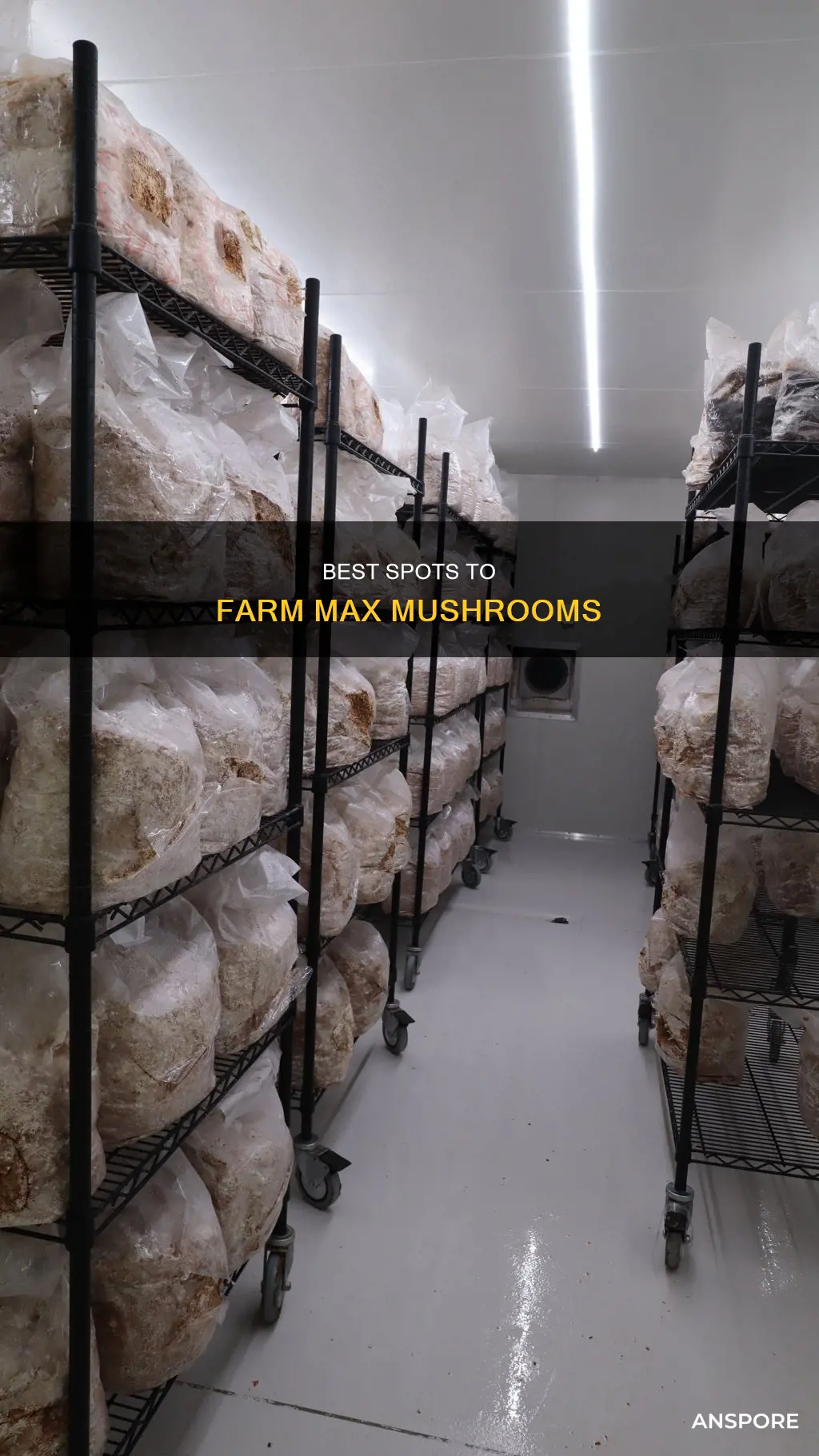 where to farm max mushrooms