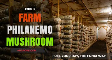 Exploring the Best Spots to Farm Philanemo Mushrooms