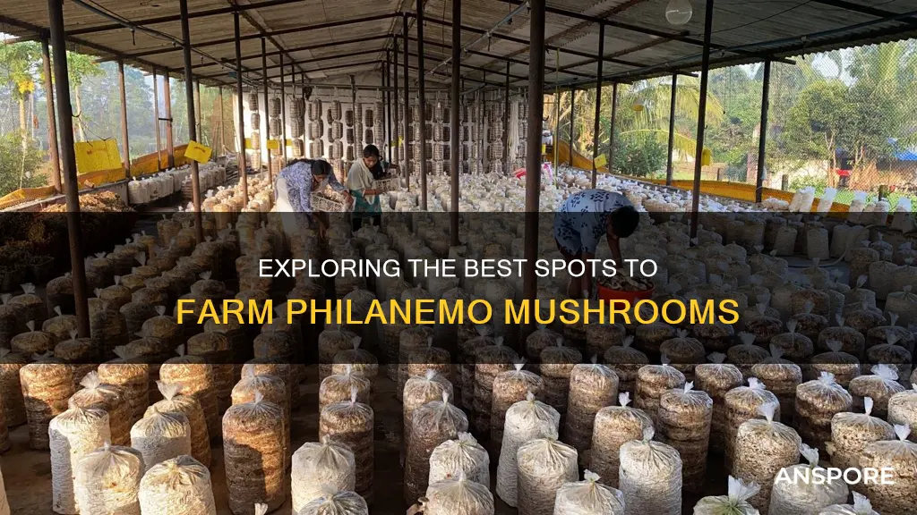 where to farm philanemo mushroom