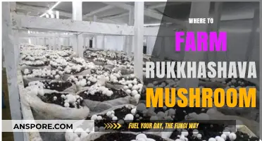 Exploring Rukkashava Mushroom Farming Locations