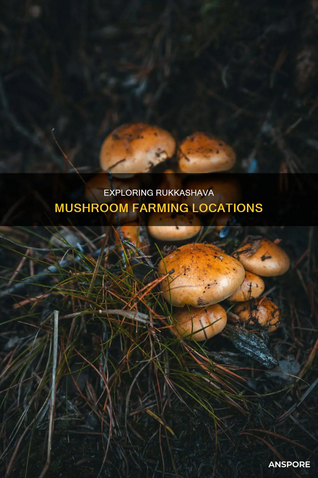 where to farm rukkhashava mushrooms