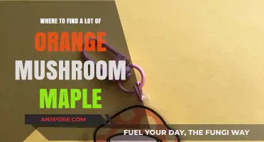 Discovering Orange Mushroom Maples: Top Locations for Abundant Finds