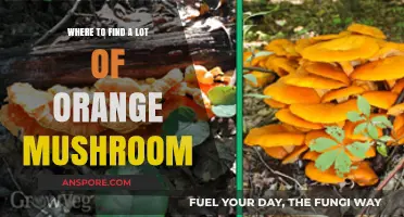 Discover Abundant Orange Mushrooms: Top Locations for Vibrant Fungal Finds