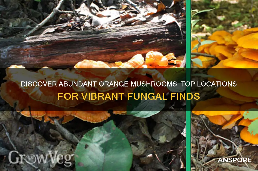 where to find a lot of orange mushroom