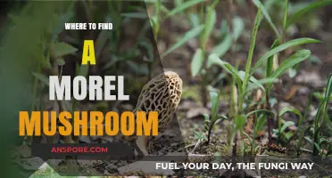 Discovering Morel Mushrooms: Prime Locations for Foraging Success