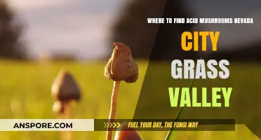 Exploring Nevada City and Grass Valley: Top Spots for Acid Mushrooms