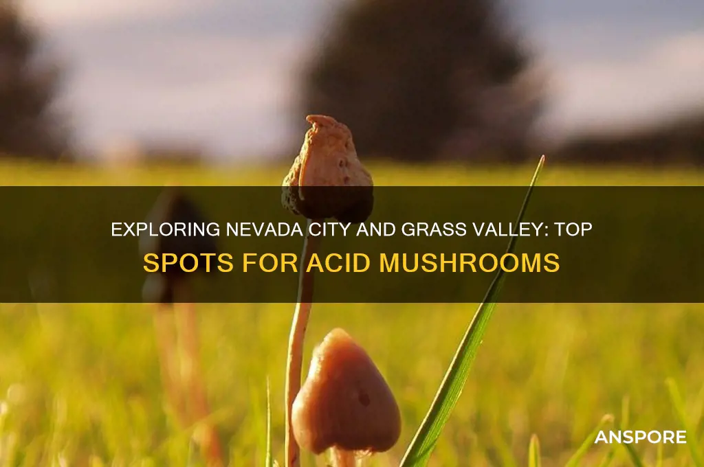 where to find acid mushrooms nevada city grass valley