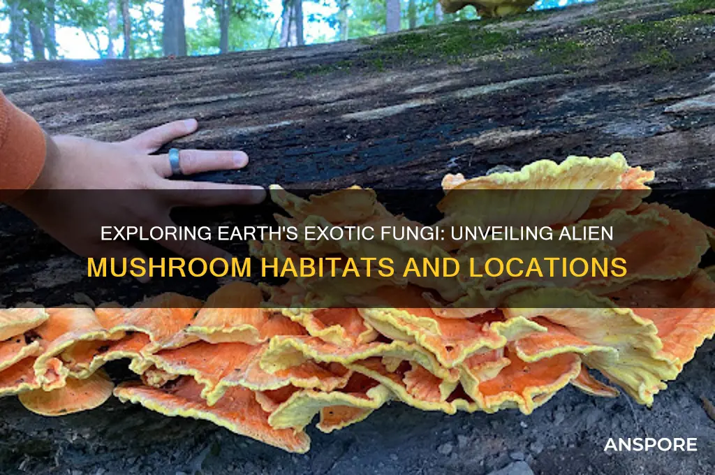 where to find alien mushrooms