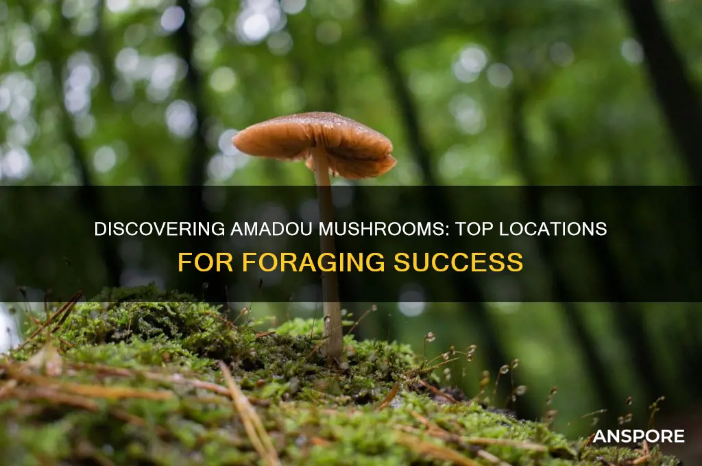 where to find amadou mushroom