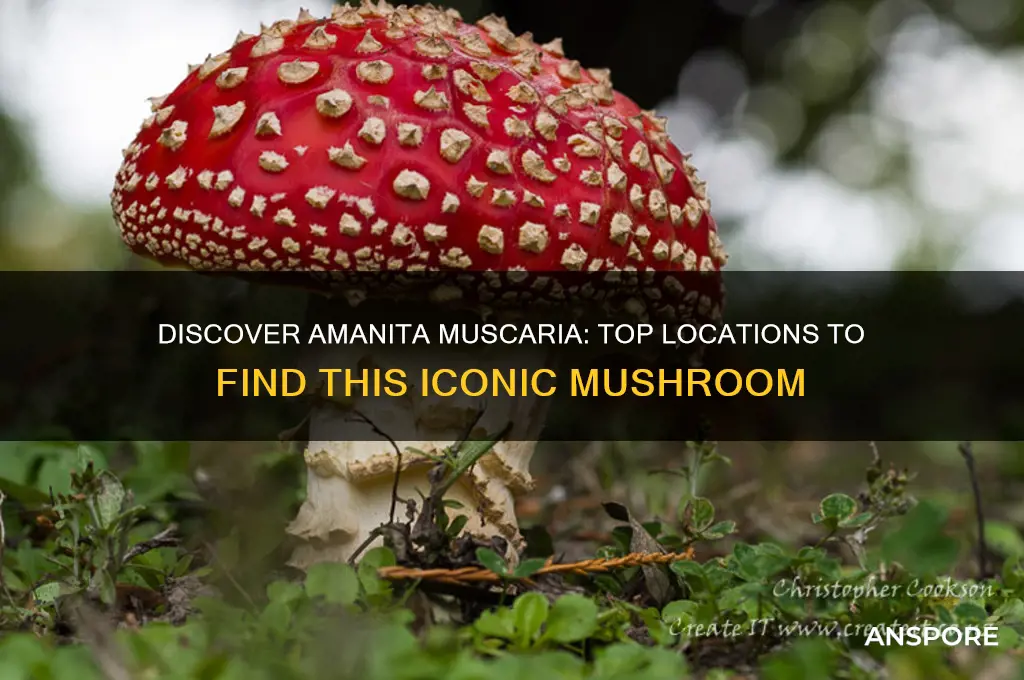 where to find amanita muscaria mushroom