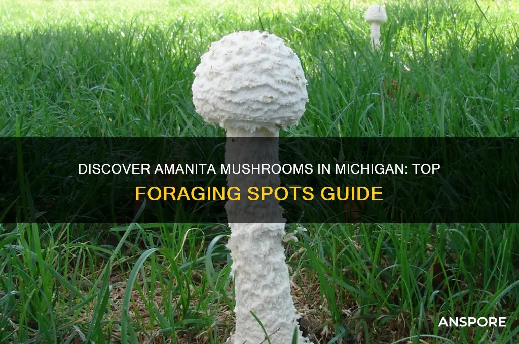 where to find amanita mushrooms in michigan
