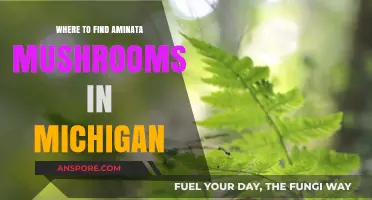 Discovering Aminata Mushrooms: Michigan's Best Foraging Spots Revealed